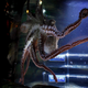 Octopus oracle predicting the outcome of a Spanish soccer match. Image via the AP.